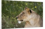 Lioness (Panthera leo), Samburu, Kenya by Anonymous