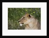 Lioness (Panthera leo), Samburu, Kenya by Anonymous