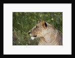 Lioness (Panthera leo), Samburu, Kenya by Anonymous