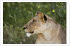 Lioness (Panthera leo), Samburu, Kenya by Anonymous