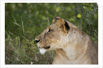 Lioness (Panthera leo), Samburu, Kenya by Anonymous