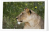 Lioness (Panthera leo), Samburu, Kenya by Anonymous