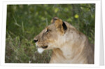 Lioness (Panthera leo), Samburu, Kenya by Anonymous