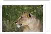 Lioness (Panthera leo), Samburu, Kenya by Anonymous
