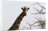 Masai Giraffe (Giraffa camelopardalis), Samburu, Kenya by Anonymous
