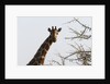 Masai Giraffe (Giraffa camelopardalis), Samburu, Kenya by Anonymous