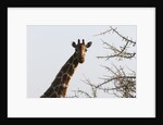 Masai Giraffe (Giraffa camelopardalis), Samburu, Kenya by Anonymous
