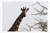 Masai Giraffe (Giraffa camelopardalis), Samburu, Kenya by Anonymous