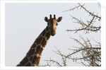 Masai Giraffe (Giraffa camelopardalis), Samburu, Kenya by Anonymous