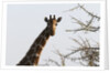 Masai Giraffe (Giraffa camelopardalis), Samburu, Kenya by Anonymous