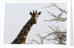 Masai Giraffe (Giraffa camelopardalis), Samburu, Kenya by Anonymous