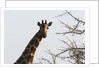 Masai Giraffe (Giraffa camelopardalis), Samburu, Kenya by Anonymous