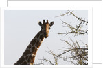 Masai Giraffe (Giraffa camelopardalis), Samburu, Kenya by Anonymous