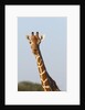 Masai Giraffe (Giraffa camelopardalis), Samburu, Kenya by Anonymous