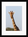Masai Giraffe (Giraffa camelopardalis), Samburu, Kenya by Anonymous