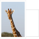 Masai Giraffe (Giraffa camelopardalis), Samburu, Kenya by Anonymous