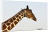 Masai Giraffe (Giraffa camelopardalis), Samburu, Kenya by Anonymous