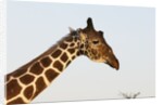 Masai Giraffe (Giraffa camelopardalis), Samburu, Kenya by Anonymous
