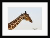 Masai Giraffe (Giraffa camelopardalis), Samburu, Kenya by Anonymous