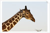 Masai Giraffe (Giraffa camelopardalis), Samburu, Kenya by Anonymous