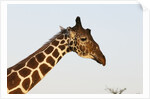 Masai Giraffe (Giraffa camelopardalis), Samburu, Kenya by Anonymous