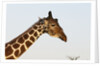 Masai Giraffe (Giraffa camelopardalis), Samburu, Kenya by Anonymous