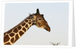 Masai Giraffe (Giraffa camelopardalis), Samburu, Kenya by Anonymous