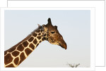 Masai Giraffe (Giraffa camelopardalis), Samburu, Kenya by Anonymous