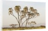 Doum Palm (Hyphaene coriacea), Samburu, Kenya by Anonymous