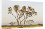 Doum Palm (Hyphaene coriacea), Samburu, Kenya by Anonymous