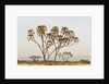 Doum Palm (Hyphaene coriacea), Samburu, Kenya by Anonymous