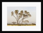 Doum Palm (Hyphaene coriacea), Samburu, Kenya by Anonymous