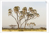 Doum Palm (Hyphaene coriacea), Samburu, Kenya by Anonymous