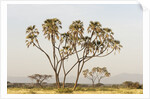 Doum Palm (Hyphaene coriacea), Samburu, Kenya by Anonymous