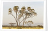 Doum Palm (Hyphaene coriacea), Samburu, Kenya by Anonymous