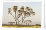 Doum Palm (Hyphaene coriacea), Samburu, Kenya by Anonymous