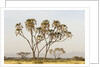 Doum Palm (Hyphaene coriacea), Samburu, Kenya by Anonymous