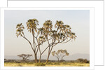 Doum Palm (Hyphaene coriacea), Samburu, Kenya by Anonymous