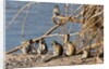 Black-Faced Vervet monkeys by Anonymous