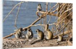 Black-Faced Vervet monkeys by Anonymous