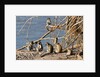 Black-Faced Vervet monkeys by Anonymous