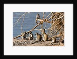Black-Faced Vervet monkeys by Anonymous