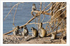 Black-Faced Vervet monkeys by Anonymous