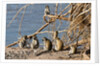 Black-Faced Vervet monkeys by Anonymous
