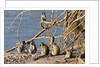 Black-Faced Vervet monkeys by Anonymous