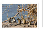 Black-Faced Vervet monkeys by Anonymous