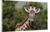 Masai Giraffe (Giraffa camelopardalis), Masai Mara, Kenya by Anonymous