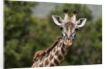 Masai Giraffe (Giraffa camelopardalis), Masai Mara, Kenya by Anonymous