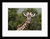 Masai Giraffe (Giraffa camelopardalis), Masai Mara, Kenya by Anonymous