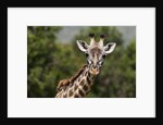 Masai Giraffe (Giraffa camelopardalis), Masai Mara, Kenya by Anonymous